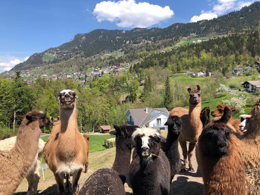 Jurte Beim Lama- & Alpakahof Triesenberg Otel Dış mekan fotoğraf