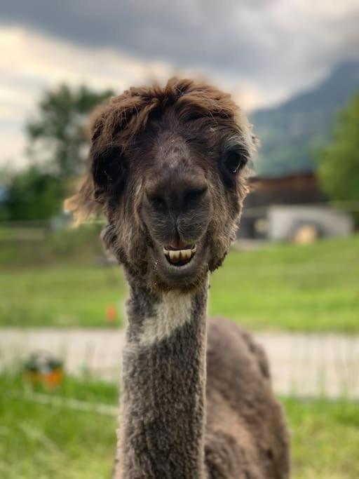 Jurte Beim Lama- & Alpakahof Triesenberg Otel Dış mekan fotoğraf