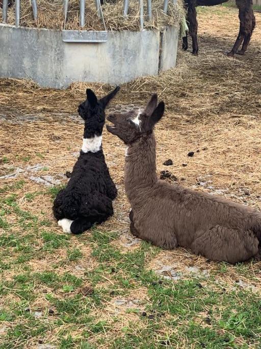 Jurte Beim Lama- & Alpakahof Triesenberg Otel Dış mekan fotoğraf