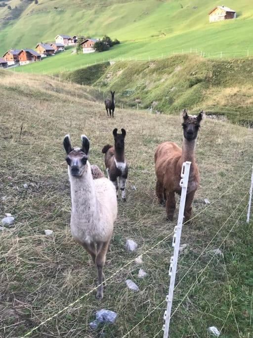 Jurte Beim Lama- & Alpakahof Triesenberg Otel Dış mekan fotoğraf