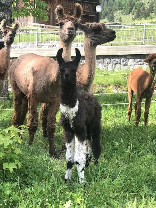 Jurte Beim Lama- & Alpakahof Triesenberg Otel Dış mekan fotoğraf