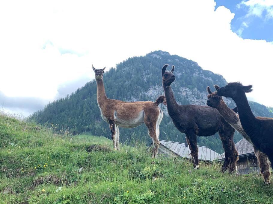 Jurte Beim Lama- & Alpakahof Triesenberg Otel Dış mekan fotoğraf