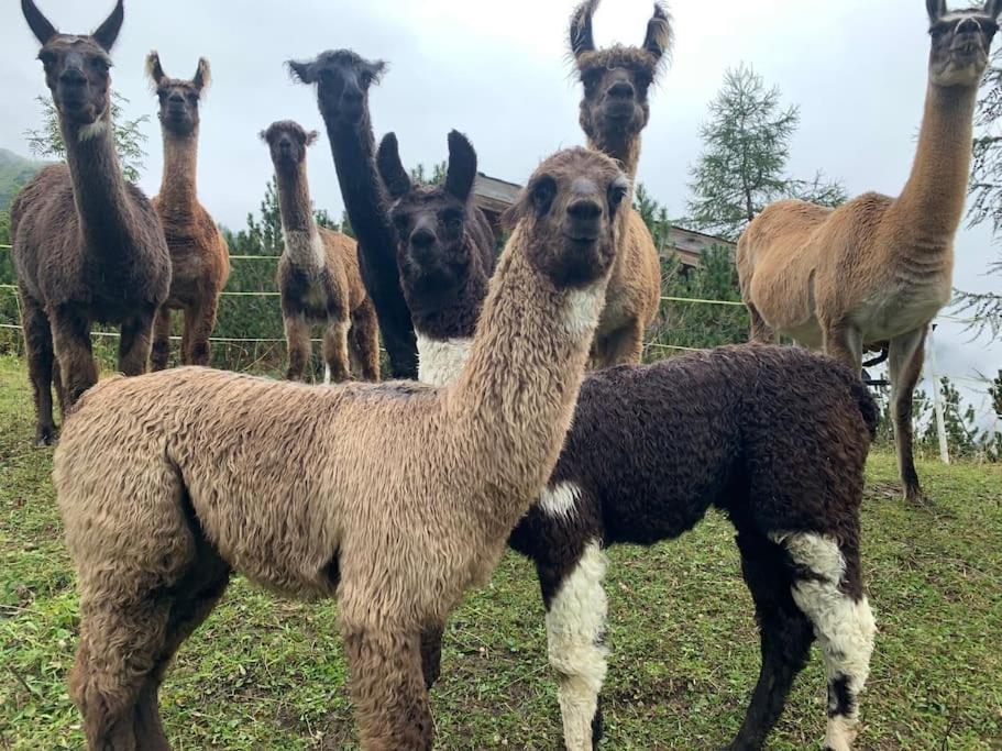 Jurte Beim Lama- & Alpakahof Triesenberg Otel Dış mekan fotoğraf