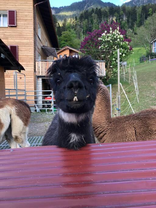 Jurte Beim Lama- & Alpakahof Triesenberg Otel Dış mekan fotoğraf