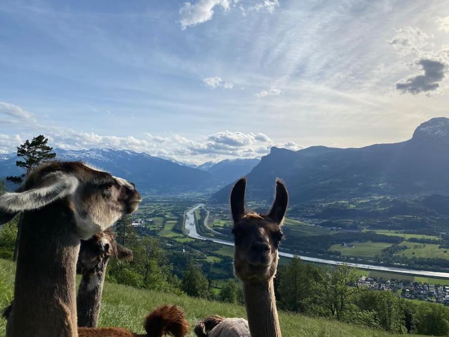 Jurte Beim Lama- & Alpakahof Triesenberg Otel Dış mekan fotoğraf